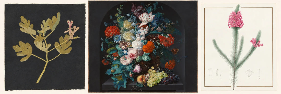 Three historical botanical artworks by Mary Delany, Margareta Haverman and Pierre-Joseph Redouté